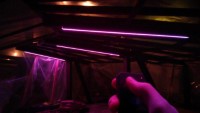 neon